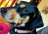 Marie - Not At the Shelter