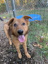 Spike - At the Shelter