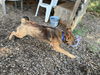 Spike - At the Shelter