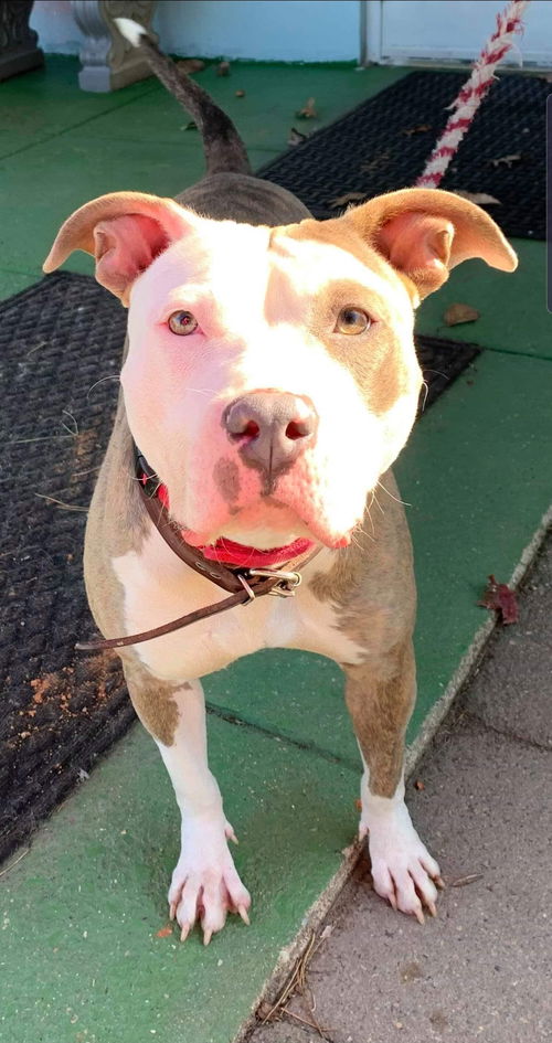 Audra: at the Shelter