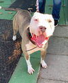 Audra: at the Shelter