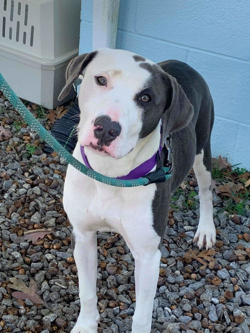 Lana-Not at the Shelter