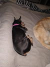 Heidi Mae: Not At the Shelter