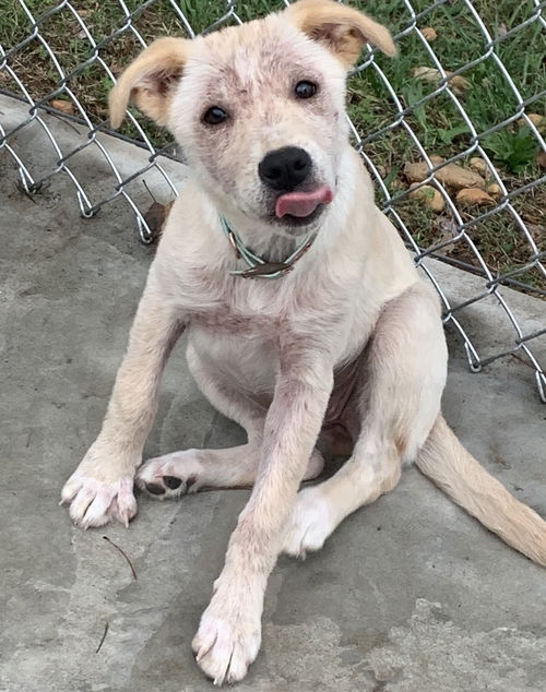 Disney-Not at the Shelter