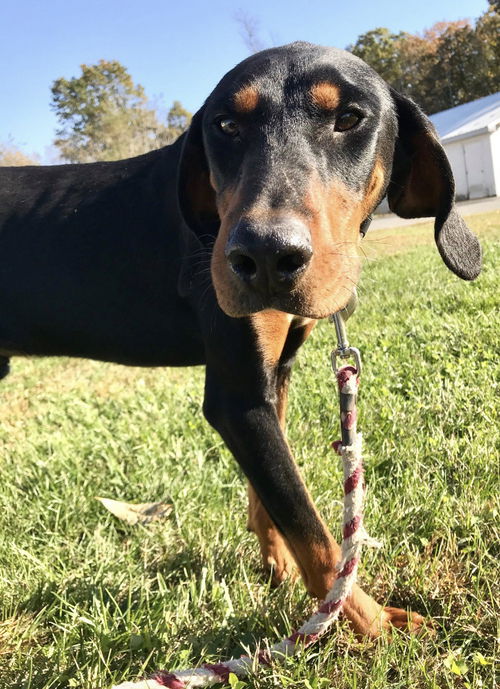 Ernest-Not At the Shelter