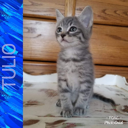 Tulio (Christa's baby): not at the shelter