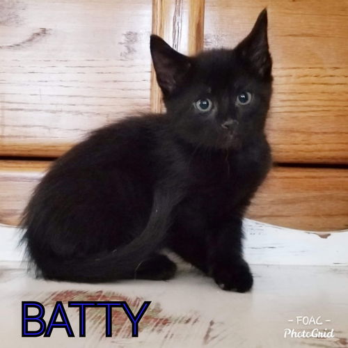 Batty (Christa's baby) : not at the shelter