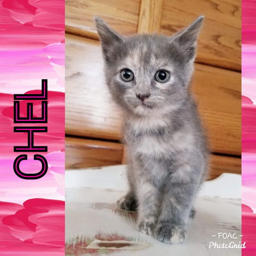 Christa’s Chel: not at the shelter