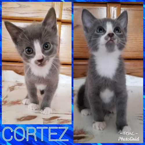 Cortez (Christa's baby): not at the shelter