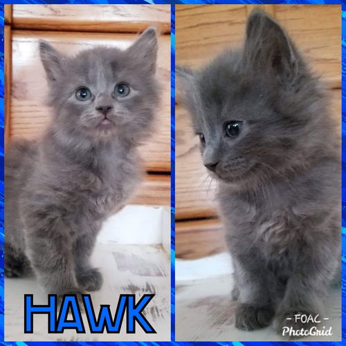 Christa’s Hawk: not at the shelter