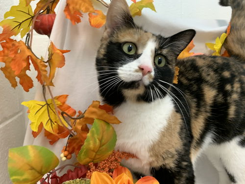 Bowjangles - At the Shelter