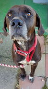 Cody - At the Shelter