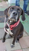 Cody - At the Shelter