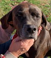 Cody - At the Shelter