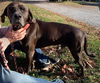 Cody - At the Shelter