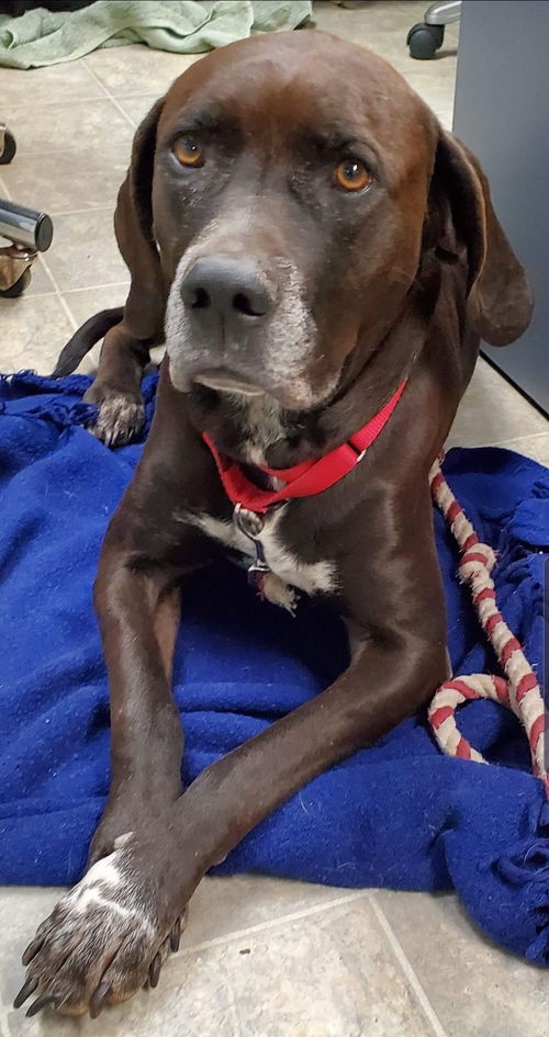 Cody - At the Shelter