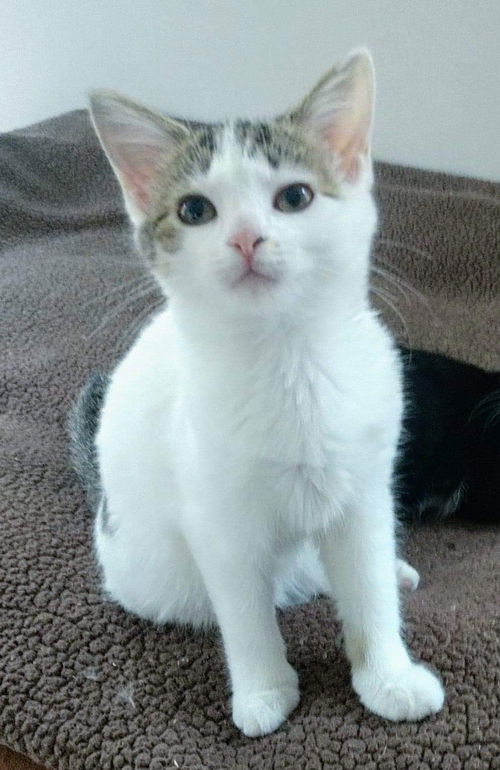 Everest Kitten-Not at the Shelter
