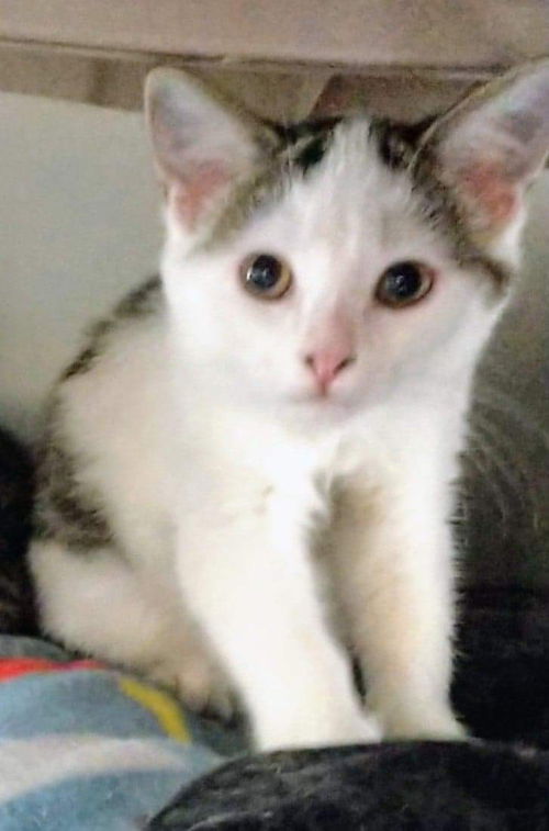 Aspen-Not at the Shelter