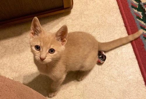 Dexter - Not at the Shelter