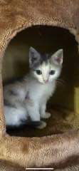DeeDee - Not at the Shelter