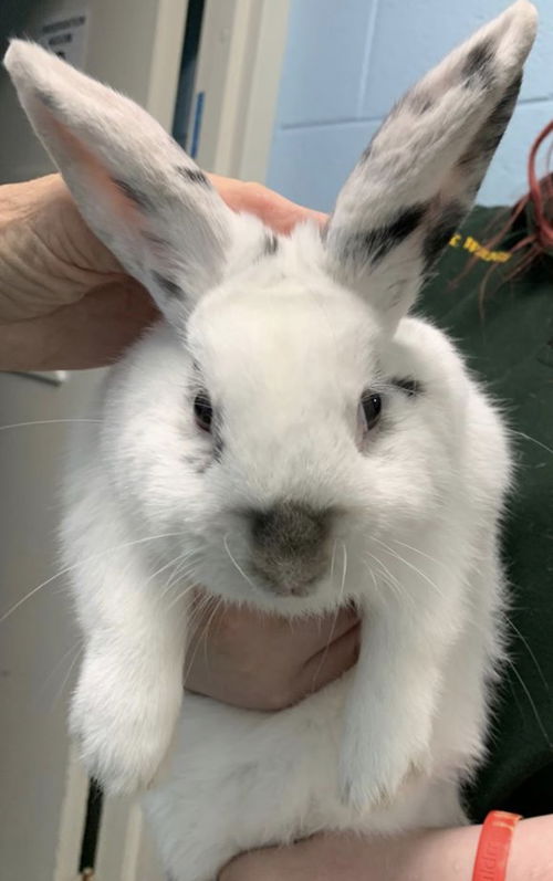 Arlo-At the Shelter