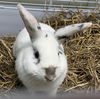 Arlo-At the Shelter