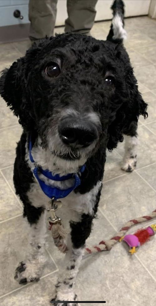 Dempsey (Nipsy) -Not at the Shelter