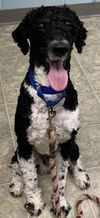 Dempsey (Nipsy) -Not at the Shelter