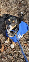 Skipper - At the Shelter