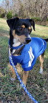 Skipper - At the Shelter
