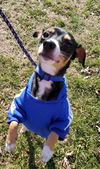 Skipper - At the Shelter