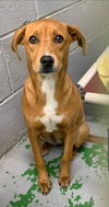 Lolli - Not at the Shelter