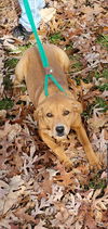 Lolli - Not at the Shelter
