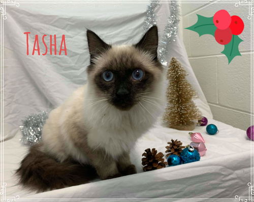 Tasha - Not at the Shelter