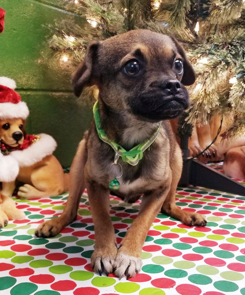 Rudy (Rudolph)