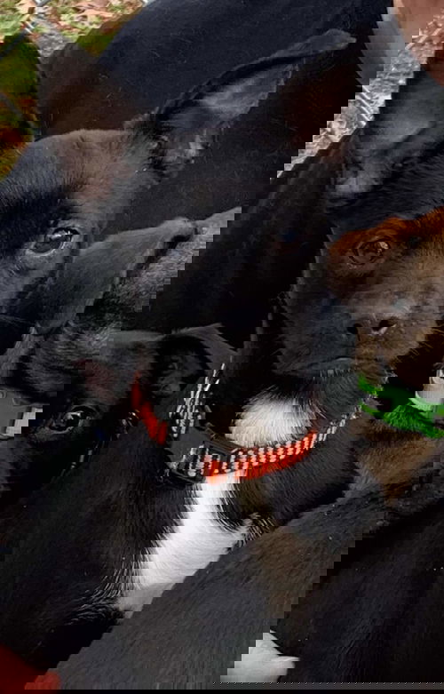 Dash (Dasher)