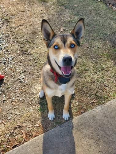 Luna Belle - Not at the Shelter