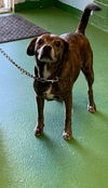 Julius - At the Shelter