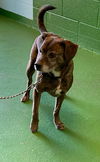 Julius - At the Shelter
