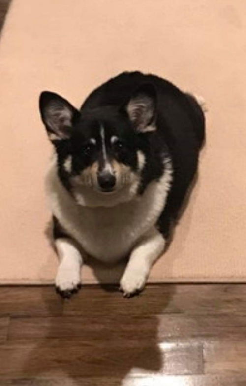 Pippa - Not at the Shelter