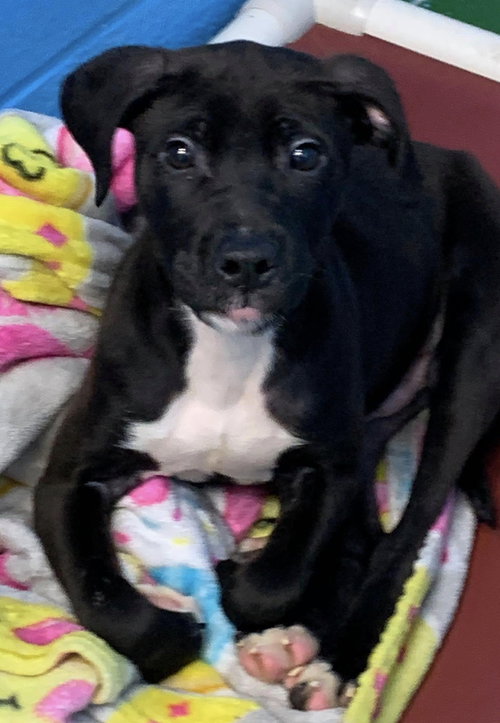 Dugan-At the Shelter