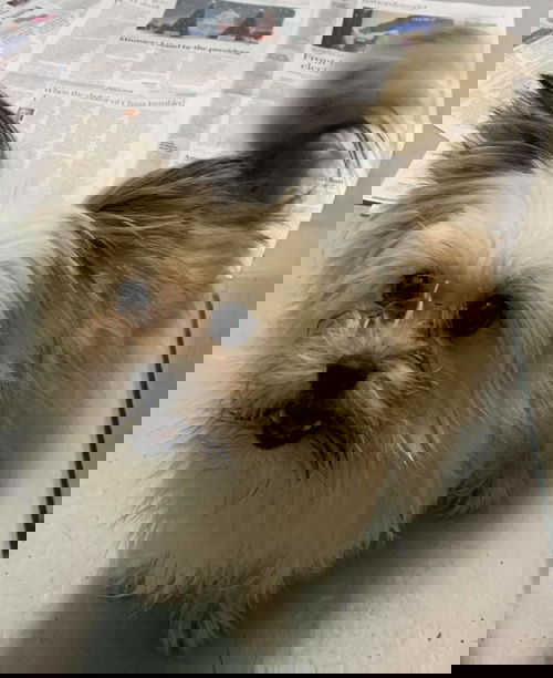 Scottie - At the Shelter