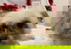 Scottie - At the Shelter