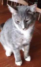 Streak - Visit him At Petsmart