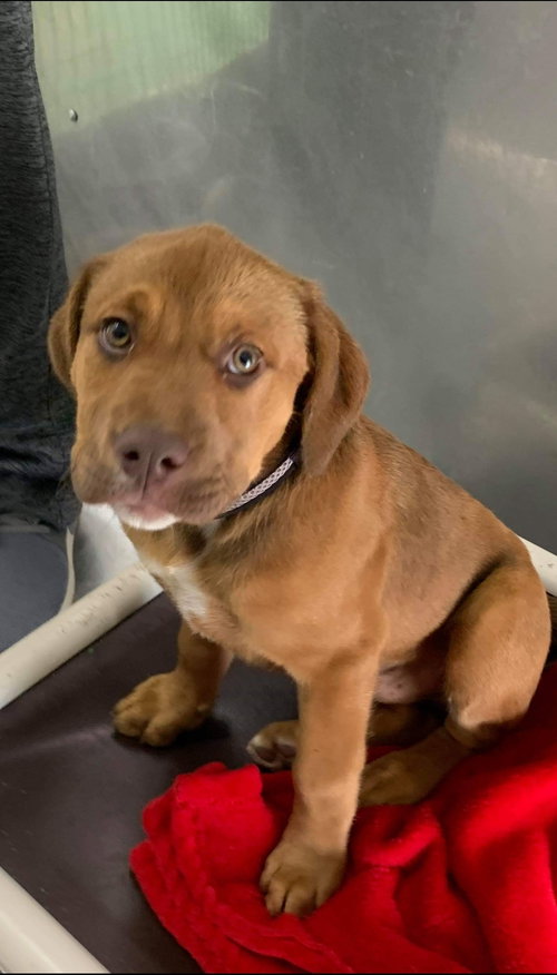 Murphy - At the Shelter
