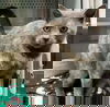 Lucy - Visit her at Lynchburg Petsmart