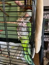 MOJO - Not at the Shelter