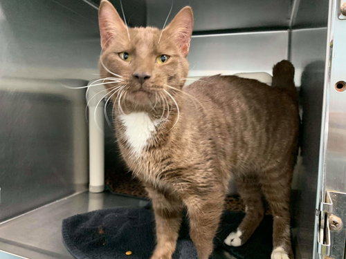 Truffles - Not at the Shelter