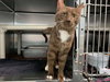 Truffles - Not at the Shelter