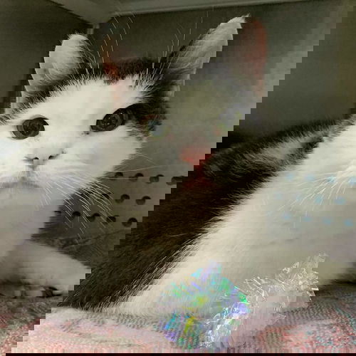 Alvin - At the Shelter